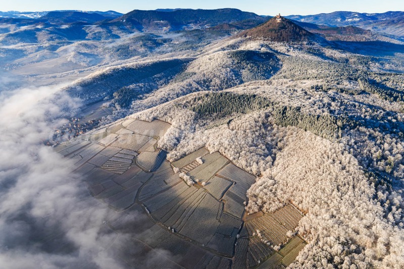 Vignoble d'Orschwiller