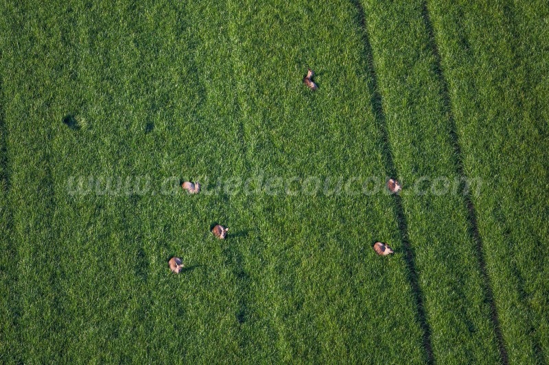 Jeunes brocards dans les blés