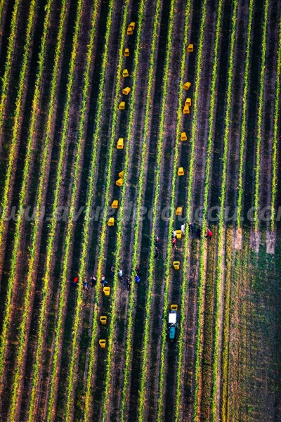 Le Temps des vendanges