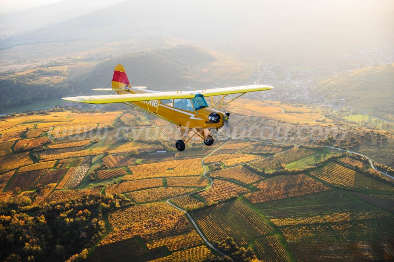 Piper sur la Route des Vins
