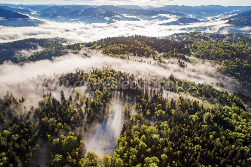 Forêt de Bussang