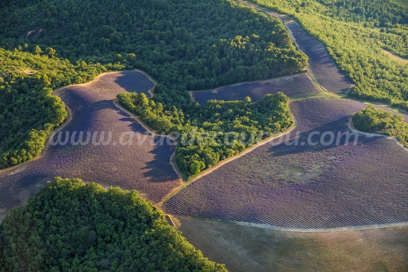 Plateau de Valensole