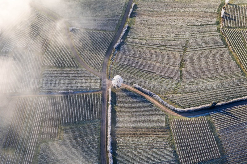 Vignoble de Ribeauvillé