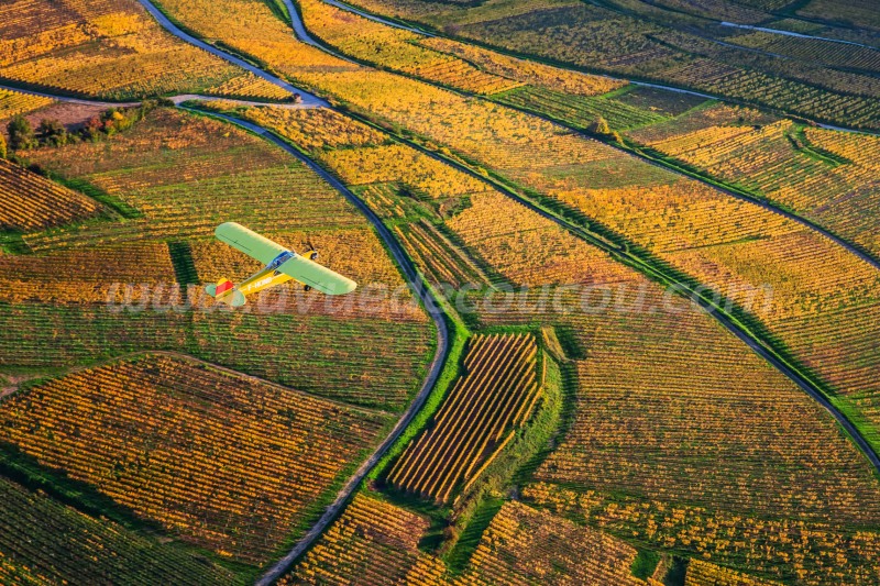 Vignoble de Westhalten