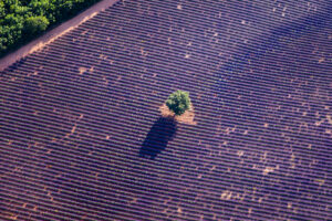 Plateau de Valensole
